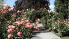 christchurch-botanic-gardens-new-zealand-rose-garden
