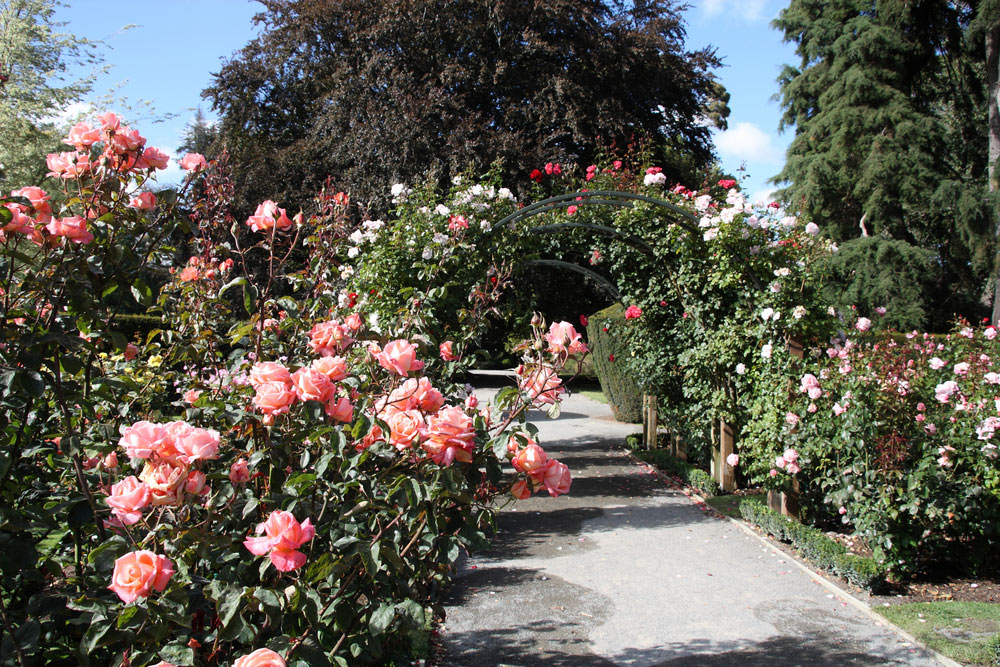 Rose Gardens