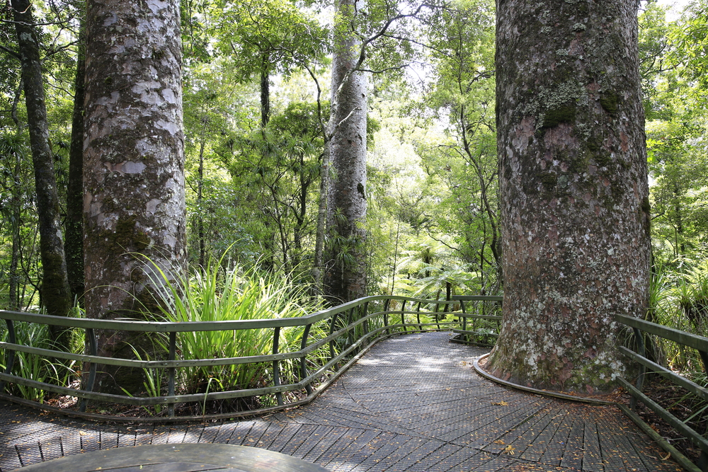 kauri forest tours